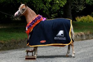 Harness / Driving
