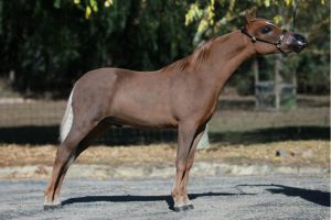 Geldings