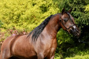 Mares